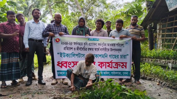 পাইকগাছায় ইউক্যালিপটাস ও আকাশমনি গাছের চারা ধ্বং-স