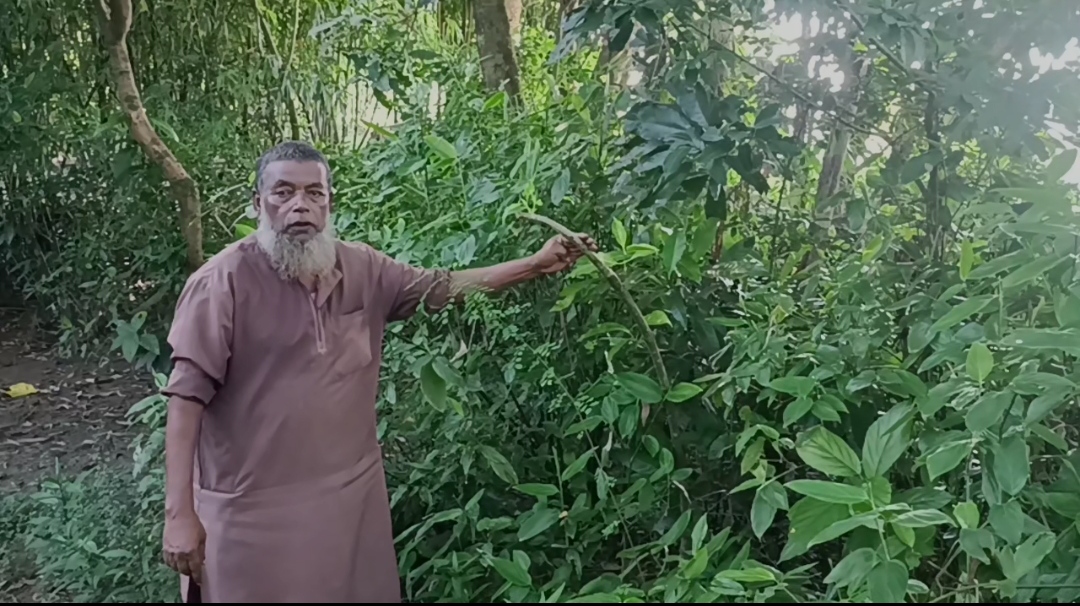 চাচা ভাতিজা ধ-ন্দে বাড়ির গাছ কাটা-কে কেন্দ্র করে আদালতে মাম-লা