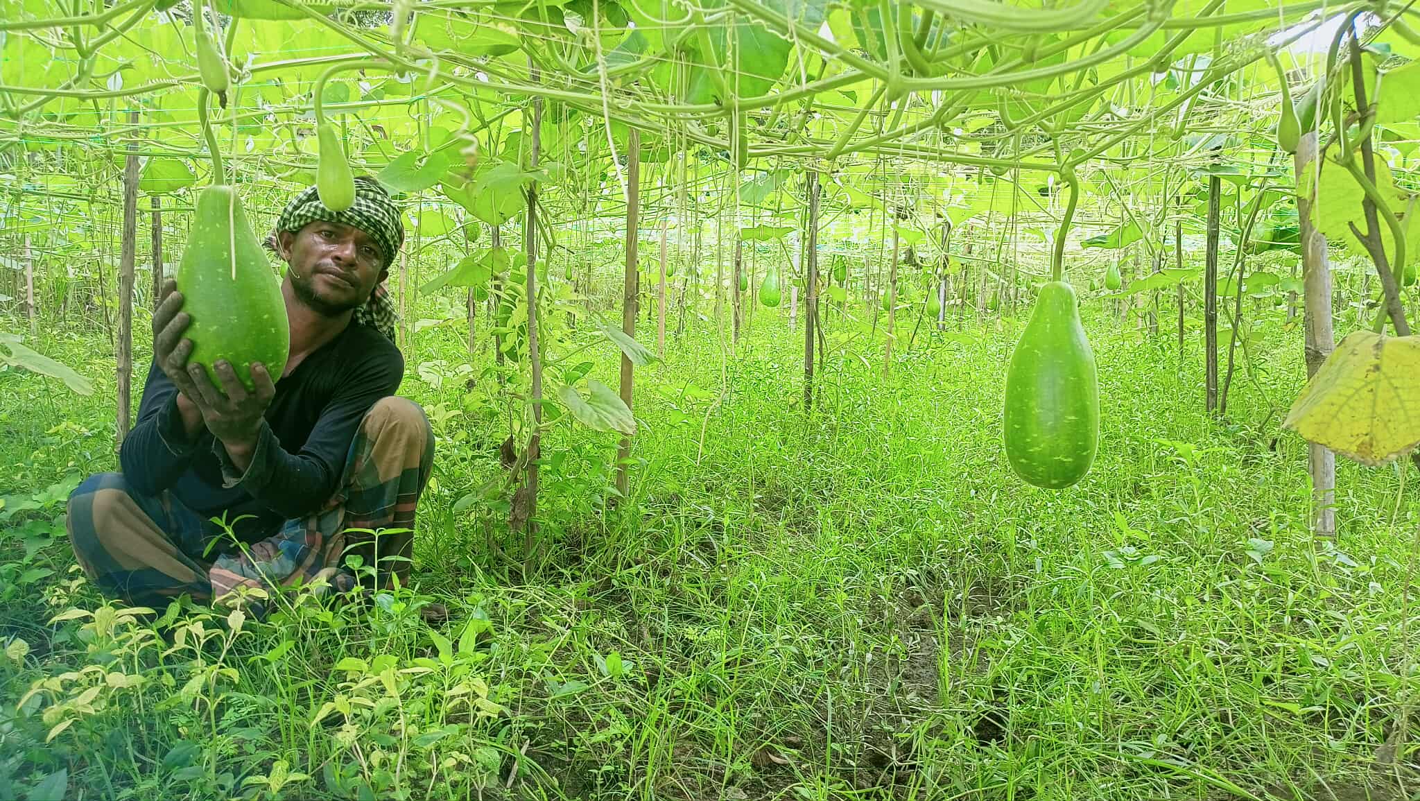 কুমিল্লাতে লাউ চাষে সফল দুই গ্রামের তিন কৃষক