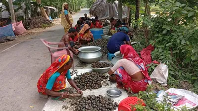 নড়াইলে পরিবেশ অধিদপ্তরের নিষে-ধাজ্ঞা অ-মান্য করে খাল-বিলসহ বিভিন্ন জলাশয় থেকে অবাধে শামুক-ঝিনুক আ-হরণ