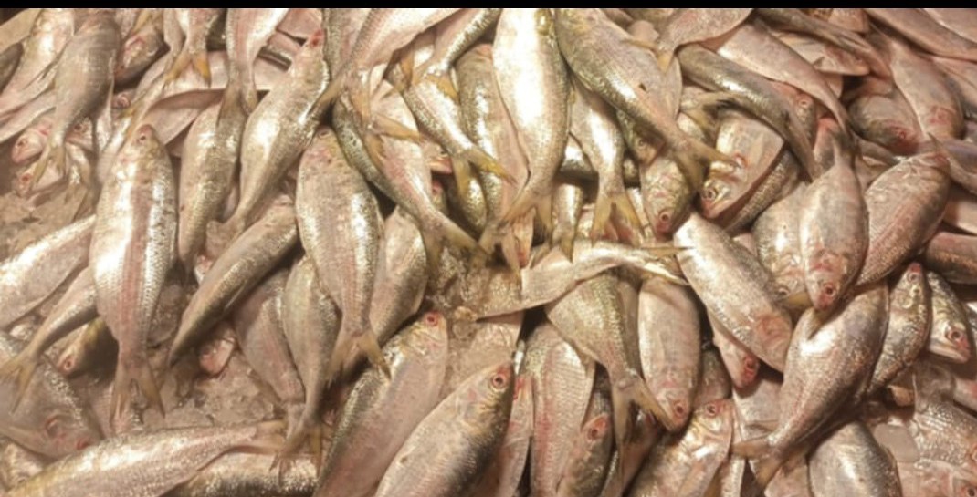 ইলিশের জাটকা ধরা, বাজারজাত ও পরিবহন নি-ষিদ্ধ থাকলেও মানছে না কেউ