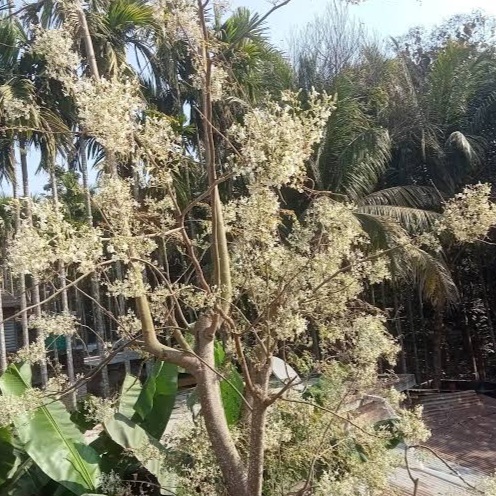 গোদাগাড়ীতে সজনে ফুলের অপরুপন দৃশ্য দেখে মন প্রাণ জু-ড়িয়ে যাবে